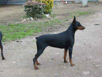 thosca102