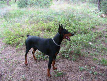 thosca104